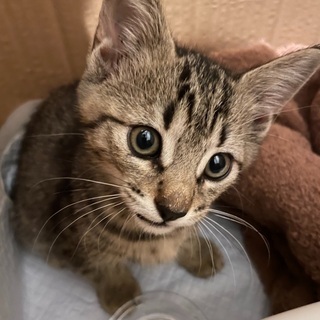 子猫の里親募集