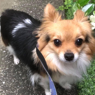 小型犬ミックス ５歳11カ月 男の子 里親募集