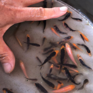 餌用鯉仔　錦鯉　金魚