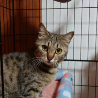 ⑤大切にしてくださる里親募集 - 猫