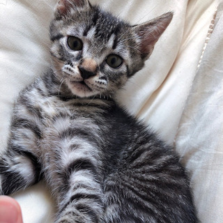 生後2ヶ月可愛すぎる子猫ちゃん