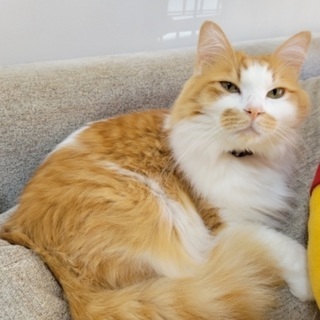 猫カフェ等開業したい方(第一種動物取扱業の展示)