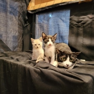 猫カフェ等開業したい方(第一種動物取扱業の展示)の画像
