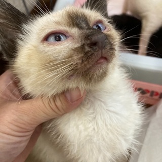 シャム柄可愛いちいさなメス