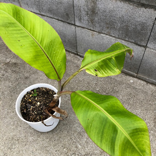 島バナナ子株苗