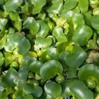 🌿メダカ卵付き 布袋 葵 サブスク方式 (初回様用)
