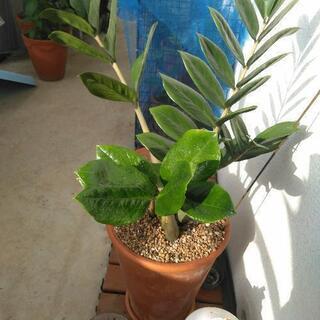 ザミオクルカス　観葉植物　取引中