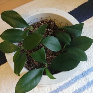 ガジュマルの挿し木