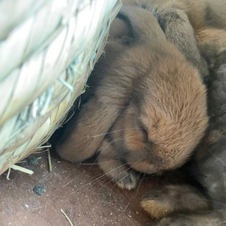 たれ耳子うさぎ🐰３匹　里親募集中！