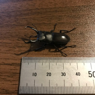 コクワガタのオス