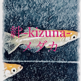 メダカの卵販売　各種　6/20限定