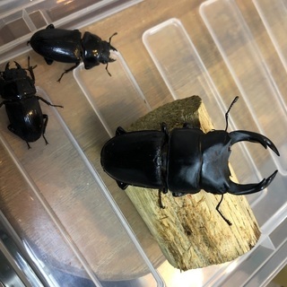 オオクワガタ　阿古谷産トリオの画像