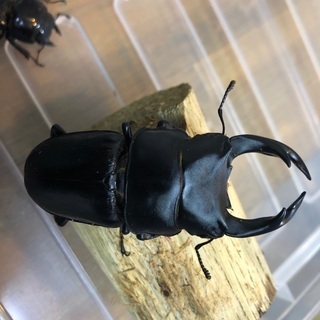 オオクワガタ　阿古谷産トリオの画像