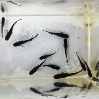 黒揚羽（改良めだか）10匹