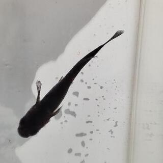 黒揚羽（改良めだか）10匹の画像