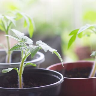 【急募！！】野菜苗の接ぎ木（座り作業／短期）学生さんOK!の画像