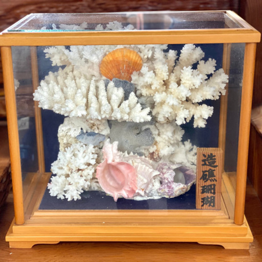 造礁サンゴの置物