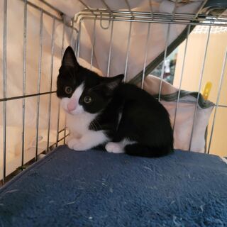 猫達を幸せにする会、里親募集中です。