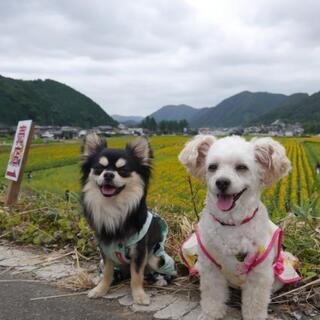 犬友募集～