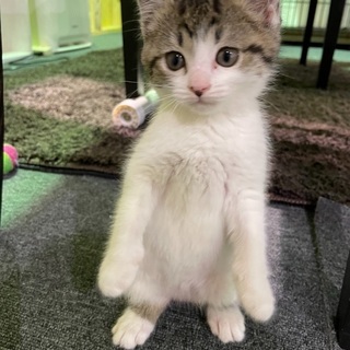 猫カフェを運営したい方(第一種動物取扱業)の画像