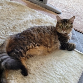 猫カフェを運営したい方(第一種動物取扱業)の画像
