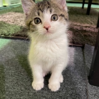 猫カフェを運営したい方(第一種動物取扱業)の画像