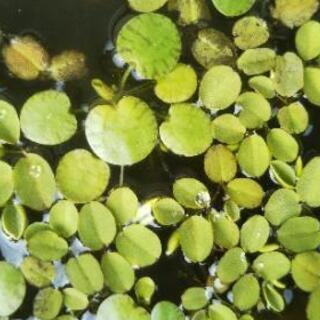 無料　浮草　タダ