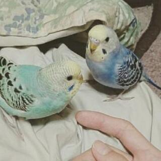 決まりました！  ☆ セキセイインコ3羽 ☆