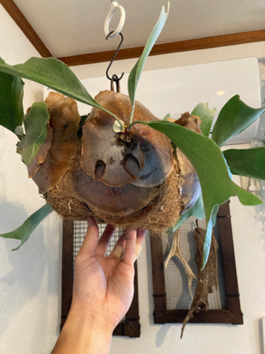 ビカクシダ　ビカク玉