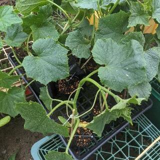 きゅうり　10苗　家庭菜園