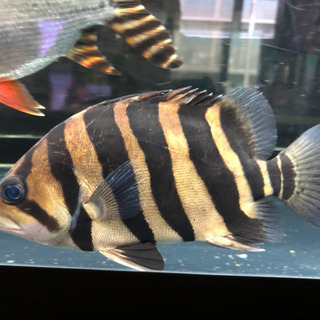 【引取限定】ダトニオプラスワン　±15㎝