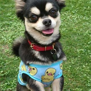犬友募集～ - 栗東市