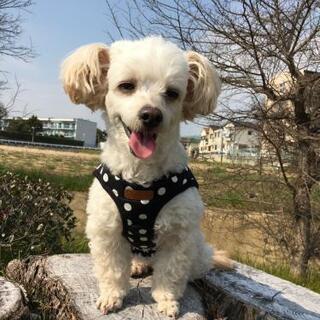 犬友募集～ - 友達