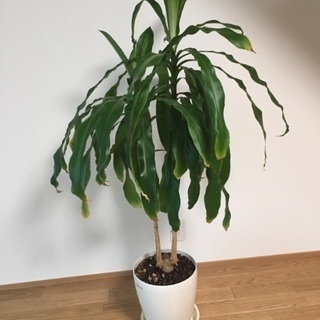観葉植物 幸せの木