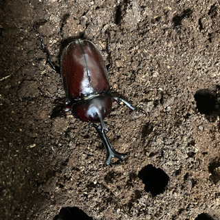 国産カブトムシ⑤の画像