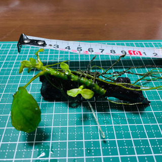 【水草】アヌビアス ナナ 流木付き 水槽 アクアリウム