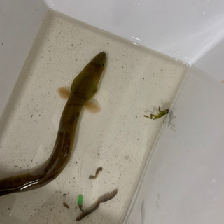 天然うなぎ　サイズ指定可の画像