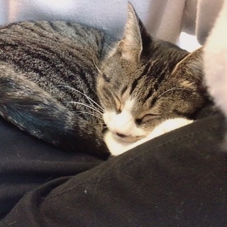 大切にしてくれる飼い主さん探してます