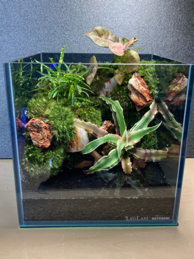 ☆杜のメダカ☆★メダカ飼育にオススメコケリウム・テラリウム完成品★20㎝