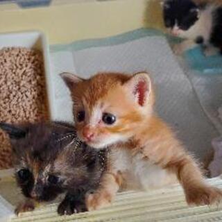 自動販売機前に捨てられていた可愛そうな子猫さんたち‥‥
