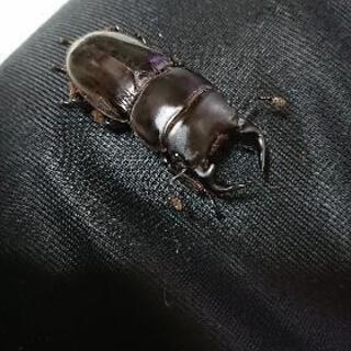 グランディスオオクワガタ♂単