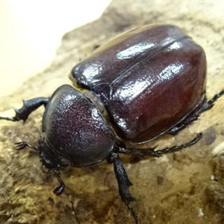 【譲ってください】フローレスヒメカブトのメスの画像