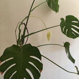 【お引取り決まりました】観葉植物　モンステラ
