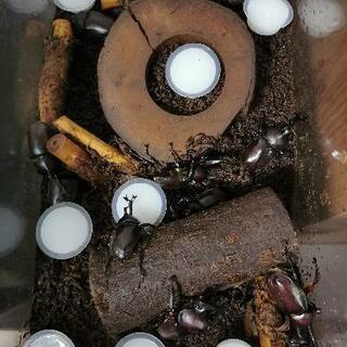 今年6月に産まれた元気なカブトムシの画像