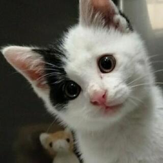 【終了】小猫の里親募集
