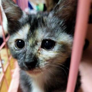 神秘的な模様の女の子♪サビ猫のまっちゃんです。