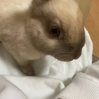 ネザーランド🐰♀ 7ヶ月