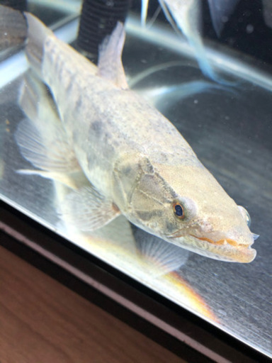 タライーラ(タイガーホーリー)