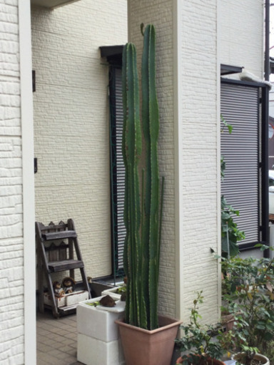 観葉植物　　柱サボテン　2柱　　幅31　　奥行31　　高さ220　 （ｃｍ）　サボテン　植物　花