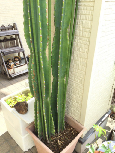 観葉植物　　柱サボテン　2柱　　幅31　　奥行31　　高さ220　 （ｃｍ）　サボテン　植物　花